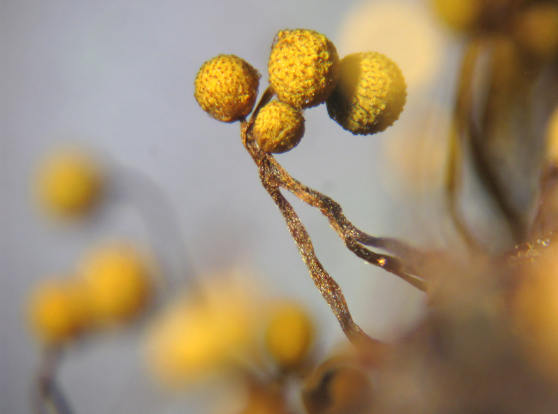 Cribraria intricata?